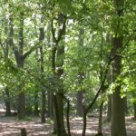 Belfairs Park